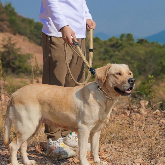 Laisse pour chien kaki en montagne