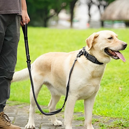 Laisse pour chien noir au parc