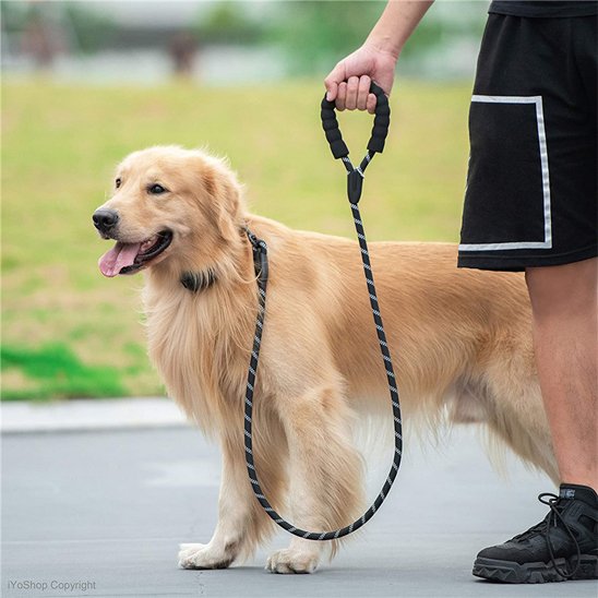 Laisse pour chien noir dans la cour