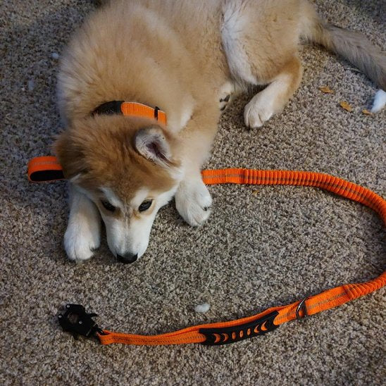 Laisse pour chien orange allongé sur le sol