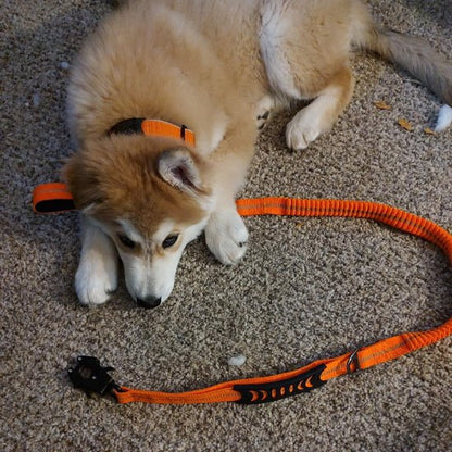Laisse pour chien orange allongé sur le sol