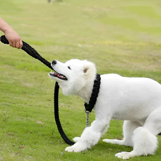 laisse-pour-chien-robuste