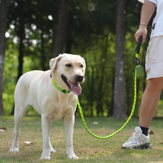 Laisse pour chien vert dans les bois