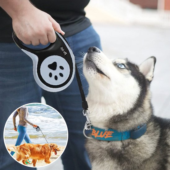 Laisse pour chien