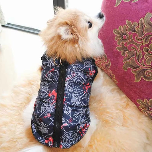 Chien assis avec son manteau araignée