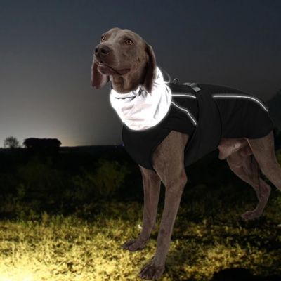Chien avec manteau noir avec des bandes réfléchissantes