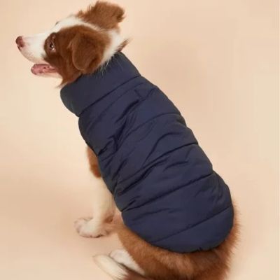Chien avec manteau bleu assis