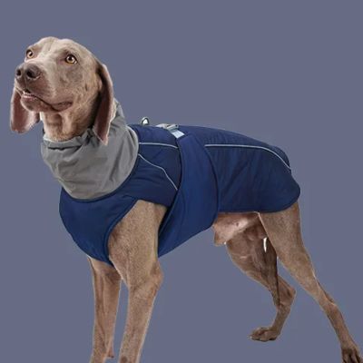 Chien avec manteau bleu