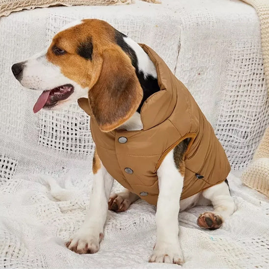 Chien avec manteau café assis sur un divan