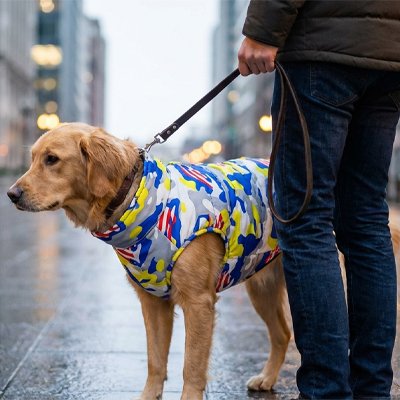 Manteau chien camouflage en ville