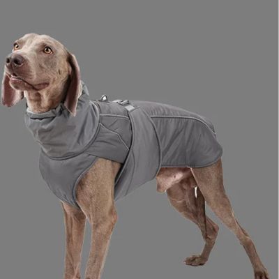 Chien avec manteau gris