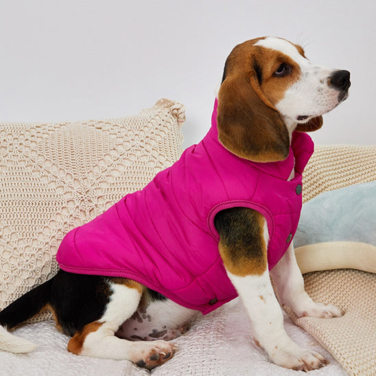Chien avec manteau mauve assis sur un fauteuil