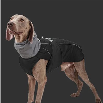 Chien avec manteau noir