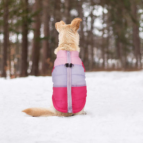 Chien assis sur la neige vêtu de son manteau rouge-violet-rose