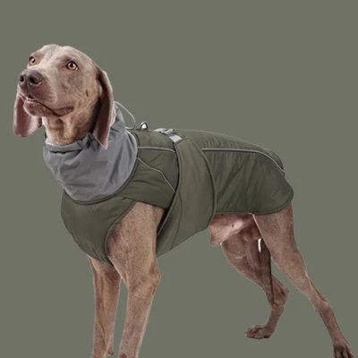 Chien avec manteau vert