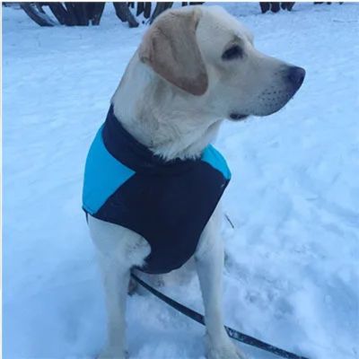 Chien vêtu de son manteau bleu et noir assis sur la neige