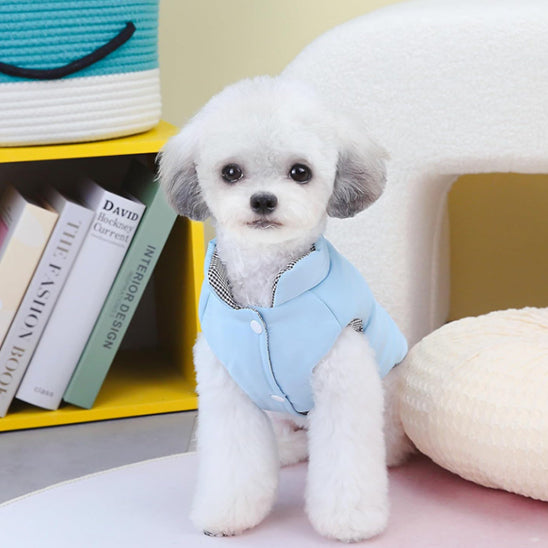 Chien vêtu d'un manteau imperméable bleu assis sur un fauteuil