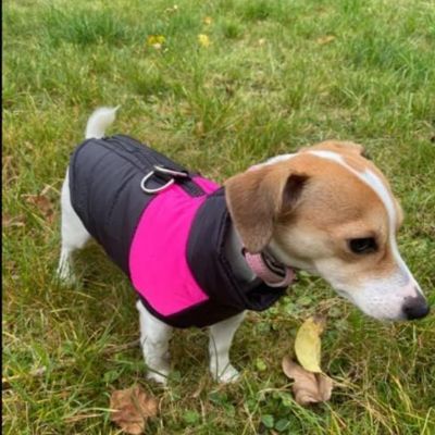 Chien vêtu de son manteau rose et noir dans le parc