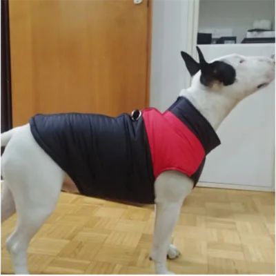 Chien vêtu de son manteau rouge et noir dans le salon