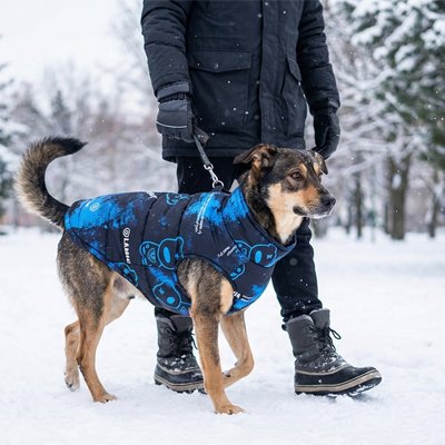 Manteau  pour chien bleu dans la neige