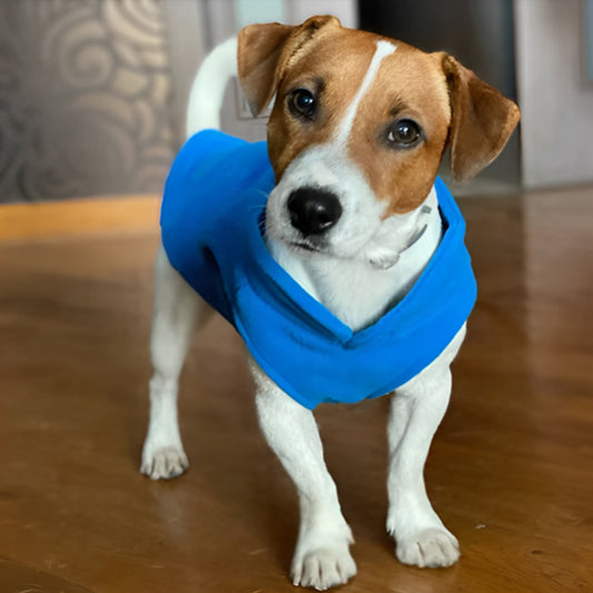 Chien avec manteau bleu dans le salon