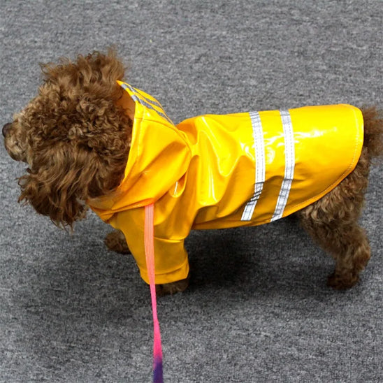 Caniche avec manteau jaune à l'extérieur