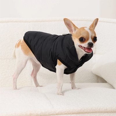Manteau pour Chien noir sur le fauteuil
