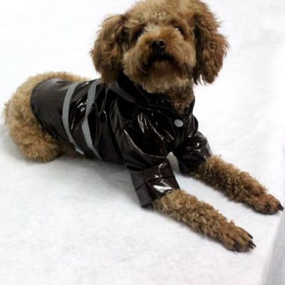 Chien avec manteau noir assis