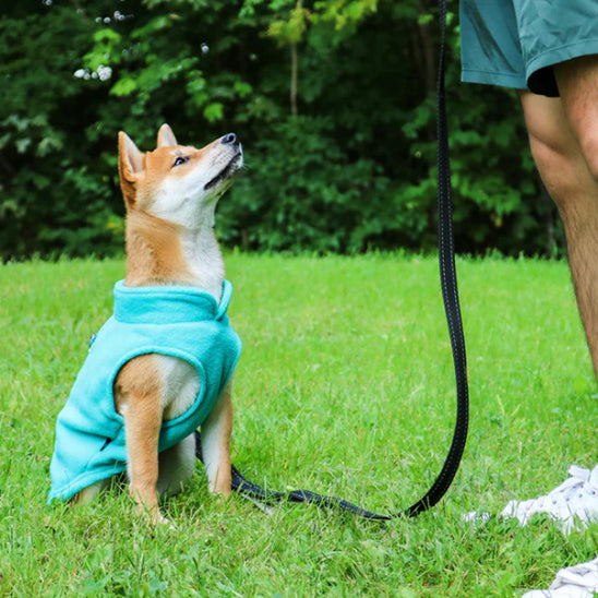 Chien vêtu d'un manteau turquoise assis sur le gazon 