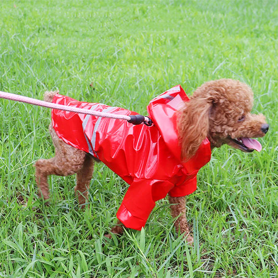 Chien avec manteau rouge retenu par une laisse dans le paec