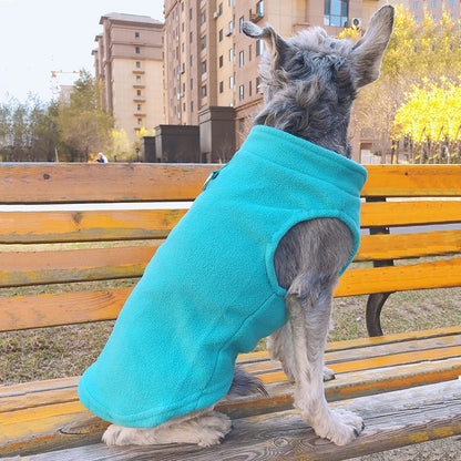 Chien vêtu d'un manteau turquoise assis sur un banc 