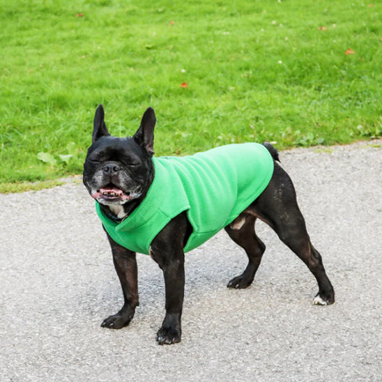 Chien avec manteau vert dans le parc