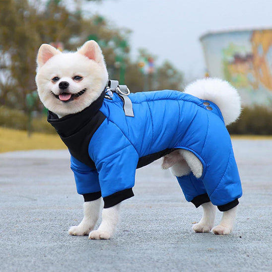 Chien avec manteau bleu à l'extérieur