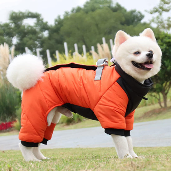 Chien avec manteau orange au parc