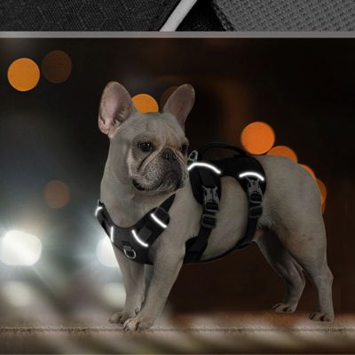 Chien avec son harnais noir avec des bandes réfléchissantes dans une position à quatre pattes