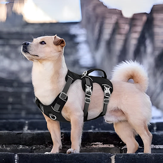 Chien avec son harnais noir dans une position à quatre pattes