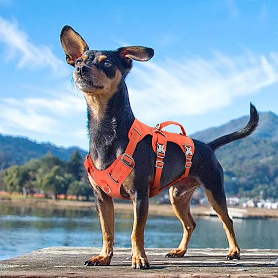Chien avec son harnais orange dans une position à quatre pattes près d'un lac