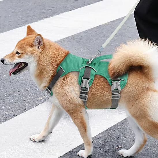 Chien avec son harnais vert attaché à une laisse entrain de traversé le passage piéton