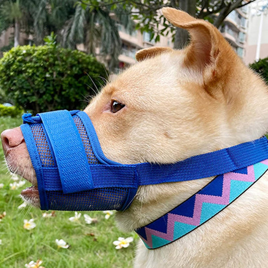 Chien avec une muselière bleu dans un jardin
