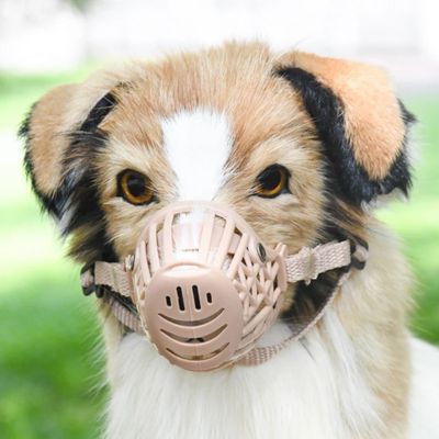Chien avec une muselière beige