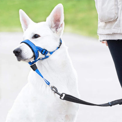 Chien blanc avec une muselière bleu tenu par une laisse par son maître