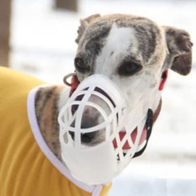 Chien avec muselière blanche 