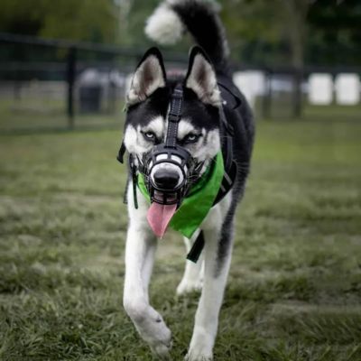 Chien avec une muselière noir dans le parc