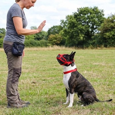 Muselière pour chien​ rouge au parc
