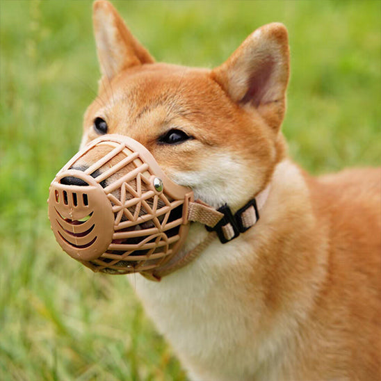 Chien avec une muselière beige dans le parc