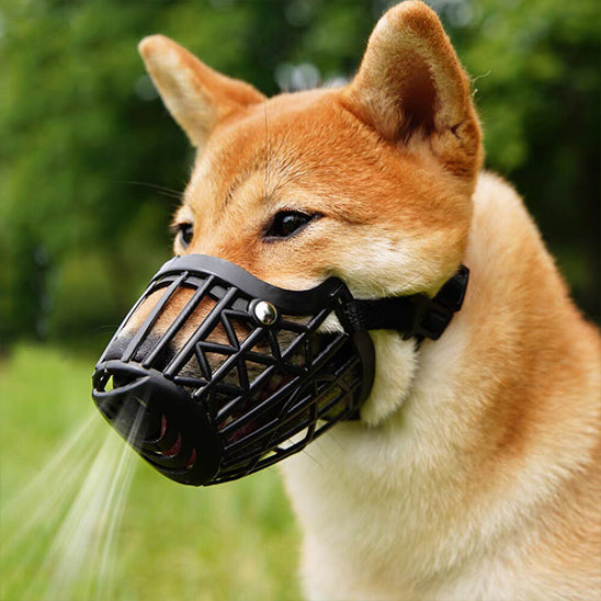 Chien avec une muselière noir dans le parc respirant confortablement