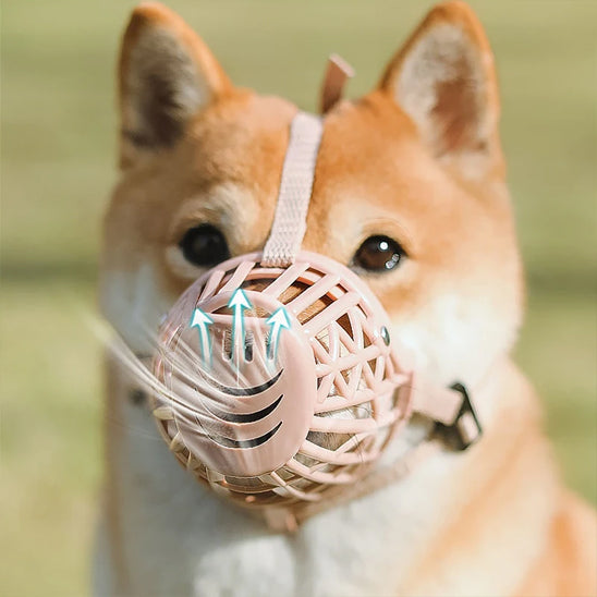 Chien avec une muselière beige sans stress