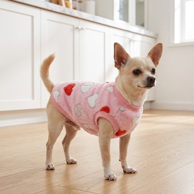 Pull Chien avec un chien dans le salon