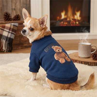 Pull Chien bleu dans le salon