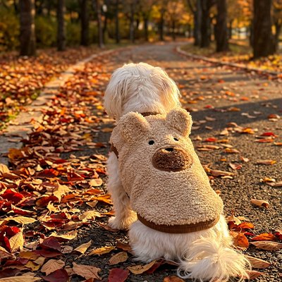 Pull pour Chien beige dans la rue